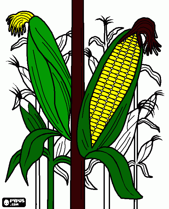 corn coloring page