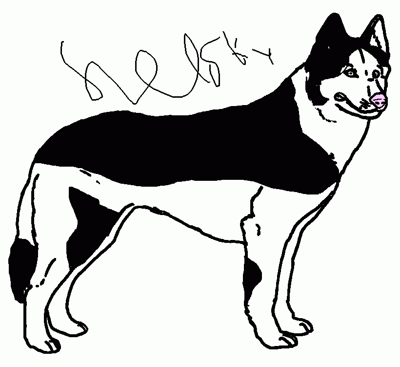 husky coloring page