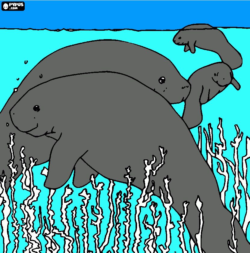 Manatees  coloring page