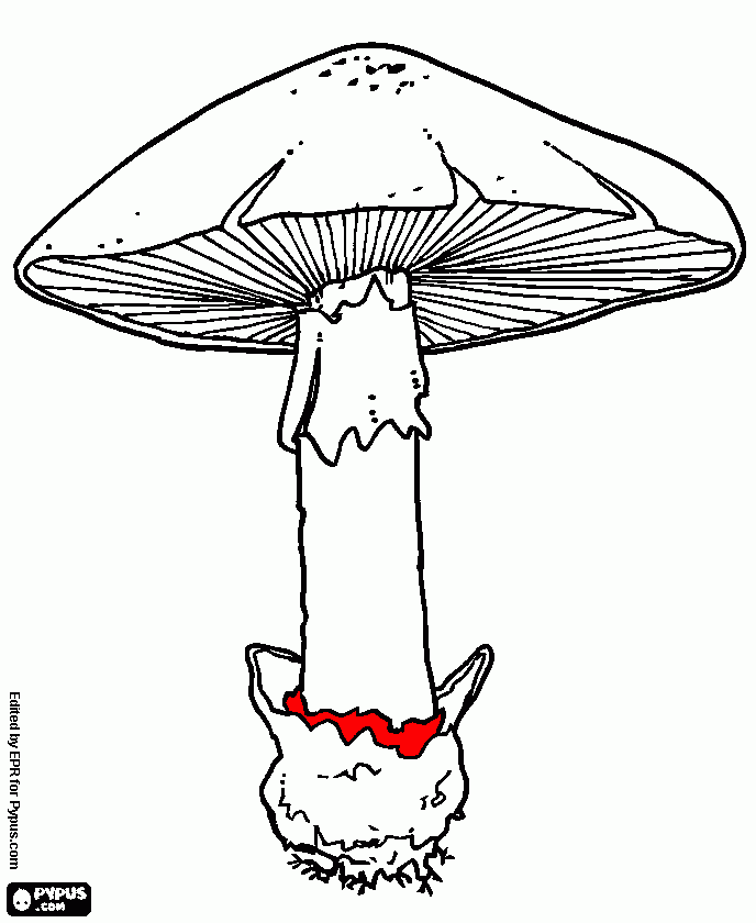 mushroom scales coloring page