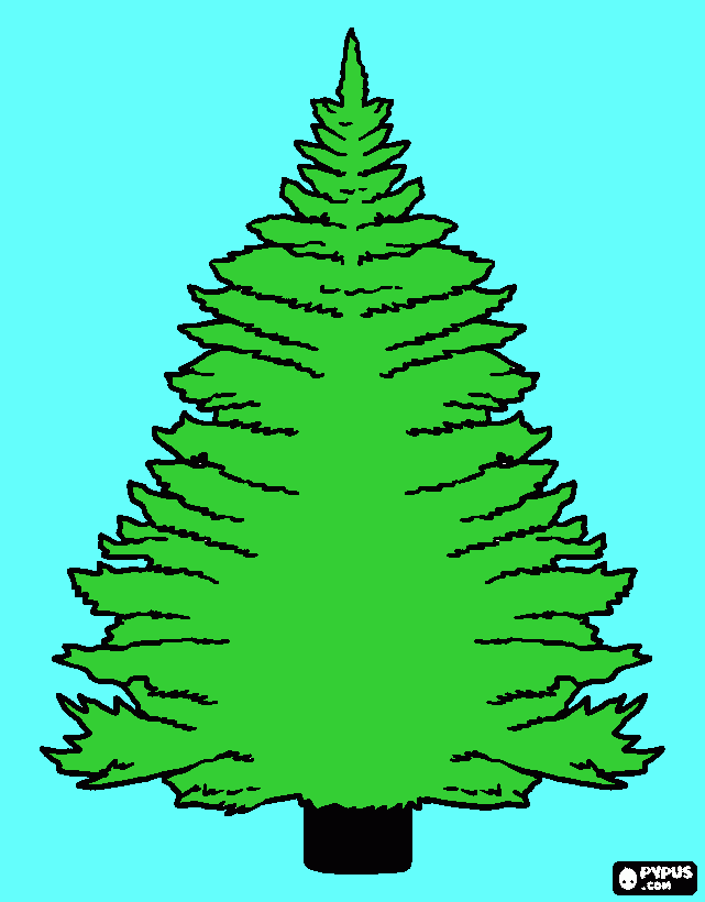 pine tree coloring page