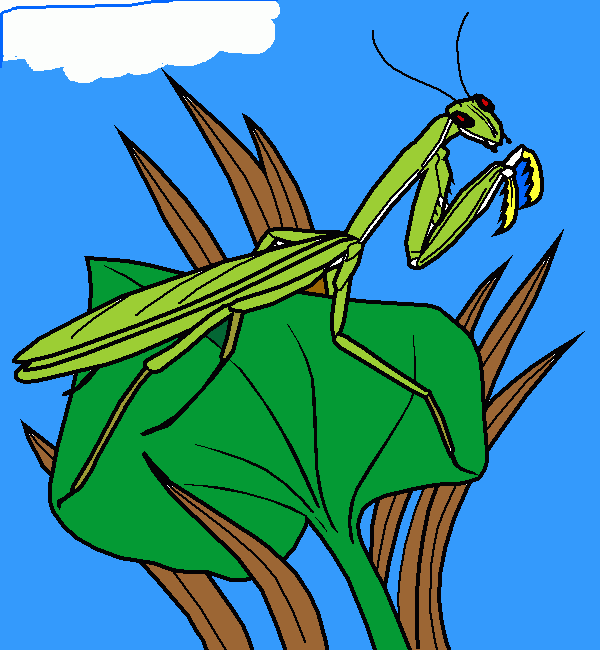 praying mantis coloring page