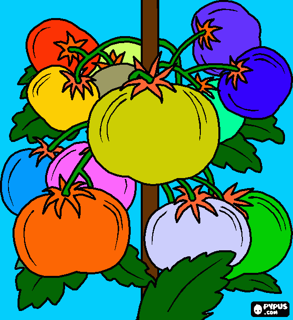 Rainbow tomato plant coloring page