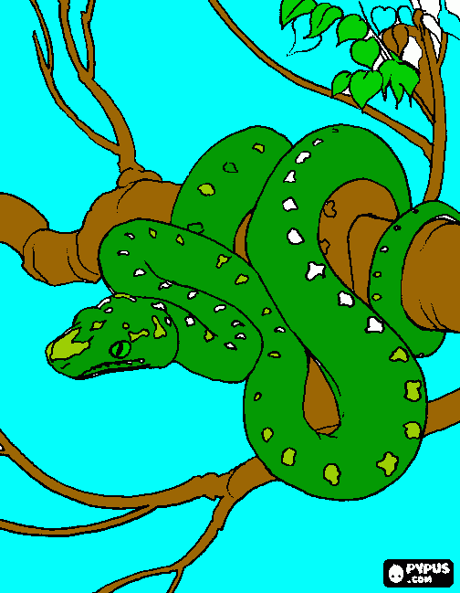 sarpe anaconda coloring page