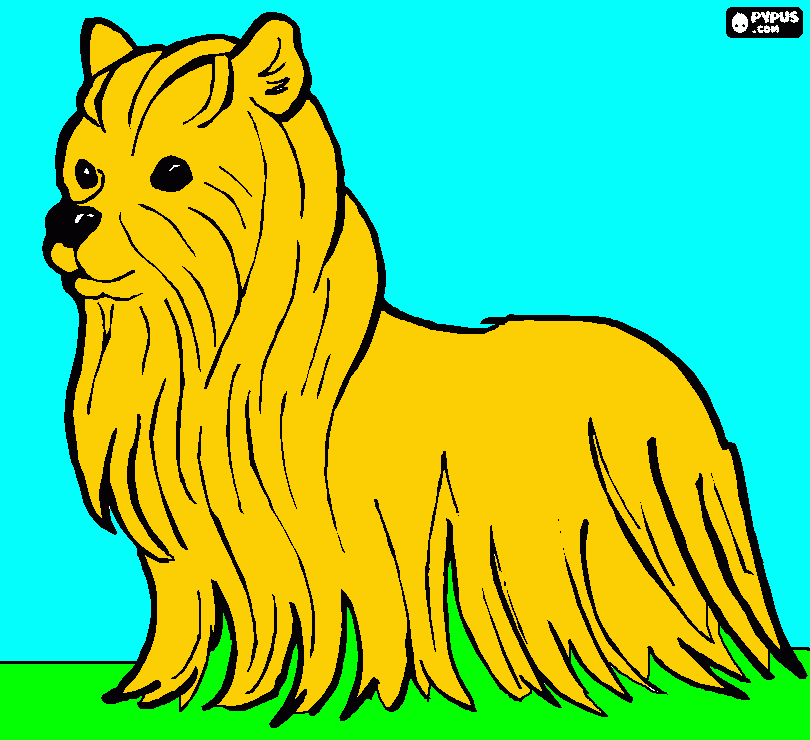 shitzu puppy coloring page