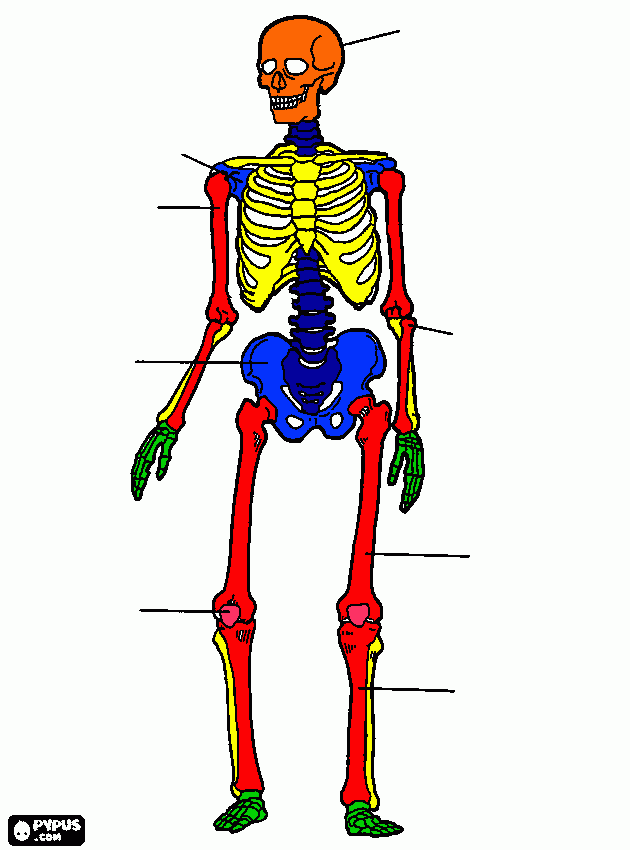 Skelet. coloring page